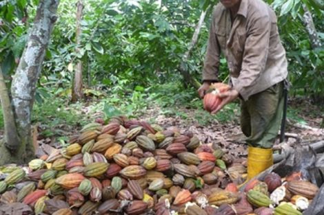 Producción Cacao