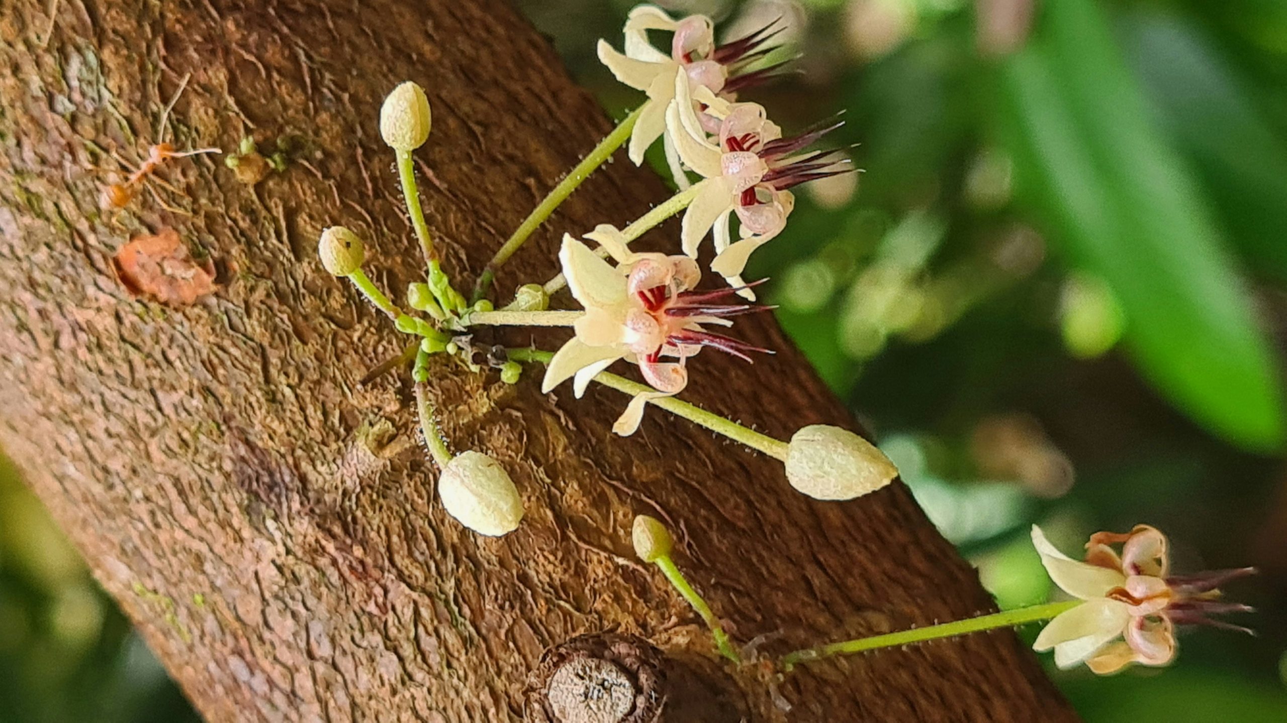 Il nostro Cacao